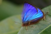 Shining Oak-blue (Arhopala micale)